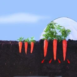 Kweekfolie / Tunnelfolie - 2 × 10 M 7 Kweekfolie / Tunnelfolie - 2 × 10 M -Tuindecoratie Winkel 1534088192 2 600