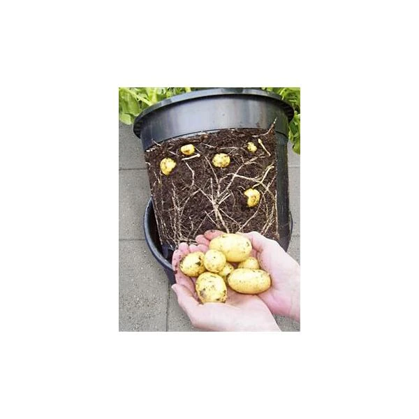 ESSCHERT DESIGN Aardappelpot - PotatoPot - 12 Liter 4 ESSCHERT DESIGN Aardappelpot - PotatoPot - 12 Liter - Afbeelding 2