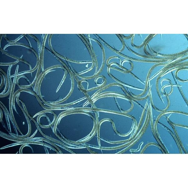 Aquanemix 1.25 V - Doseersproeier Voor Aaltjes 5 Aquanemix 1.25 V - Doseersproeier Voor Aaltjes - Afbeelding 3