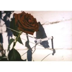 Geleidingssysteem Voor Klimplanten Palissa -Tuindecoratie Winkel geleidingssysteem voor klimplanten 1601382137 3 600