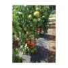 Gronddoek Met Openingen Voor Tomaten - 60 Cm × 5 M 1 Gronddoek Met Openingen Voor Tomaten - 60 Cm × 5 M -Tuindecoratie Winkel gronddoek tomaten 60 cm x 5 m 1513847223 1 600