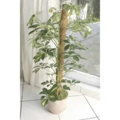 Kokos Kamerplantensteun - Plantstok Ø45 Mm × 1,2 M -Tuindecoratie Winkel kokos plantstok 45 mm x 12 m 1622716785 4 600