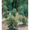 Plantensteun Voor Tomaten Met Waterreserve - 180 Cm 1 Plantensteun Voor Tomaten Met Waterreserve - 180 Cm -Tuindecoratie Winkel plantsteun voor tomaten met waterreserve 1m80 1602162794 1 600