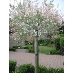 Tree-fix Boombinder 23 Cm - Set Van 20 Stuks -Tuindecoratie Winkel treefix boombinder 23 cm 1547127699 1 600