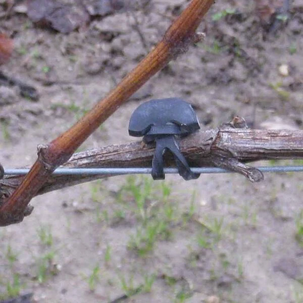 Vigne-fix 7 Cm Plantenbinder - 500 G 4 Vigne-fix 7 Cm Plantenbinder - 500 G - Afbeelding 2