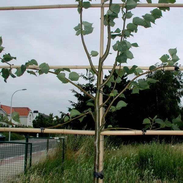 Vigne-fix 7 Cm Plantenbinder - 500 G 5 Vigne-fix 7 Cm Plantenbinder - 500 G - Afbeelding 3