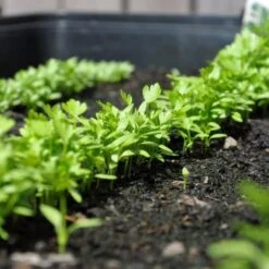 Zaaibak Zwart 57 × 42 × 8 Cm -Tuindecoratie Winkel zwarte zaaibak 55 x 40 x 8 cm 1484055699 5 600